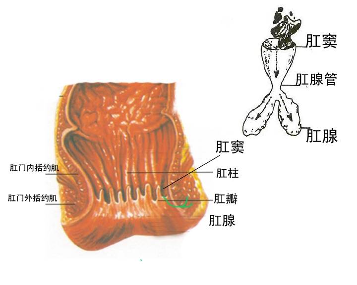 肛窦解剖图片