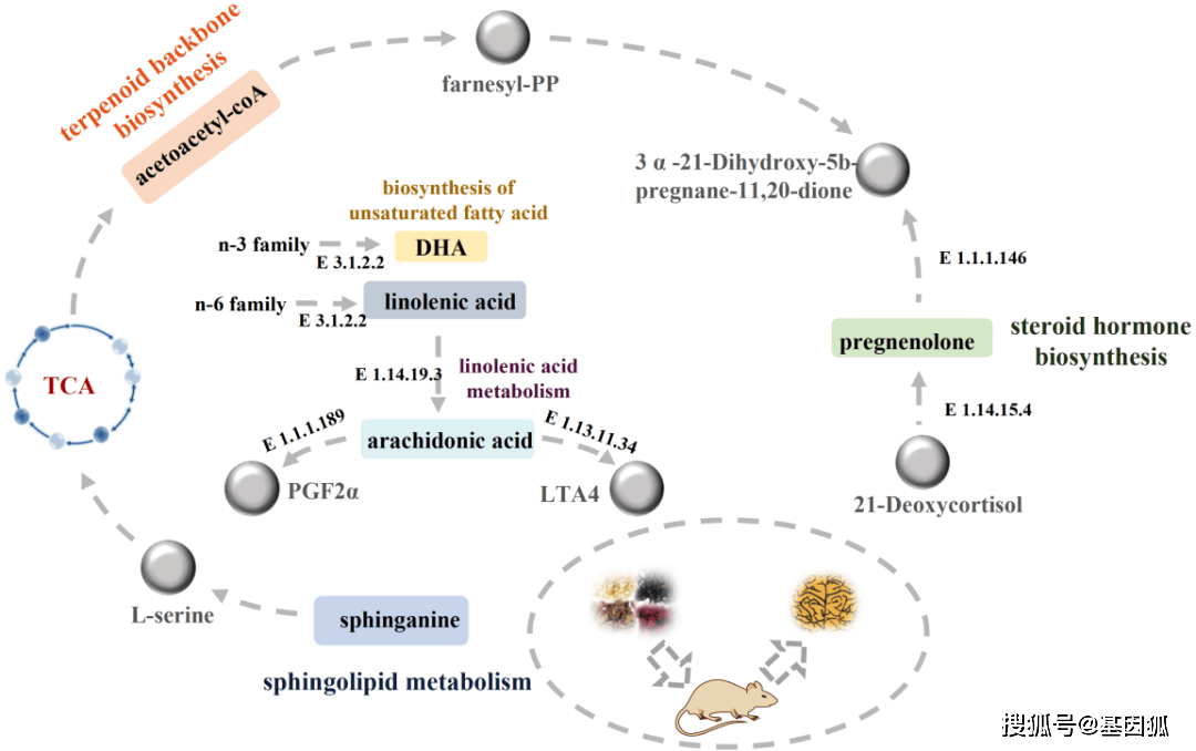 图5 与开心散干预ad脂质生物标志物相关的代谢途径图