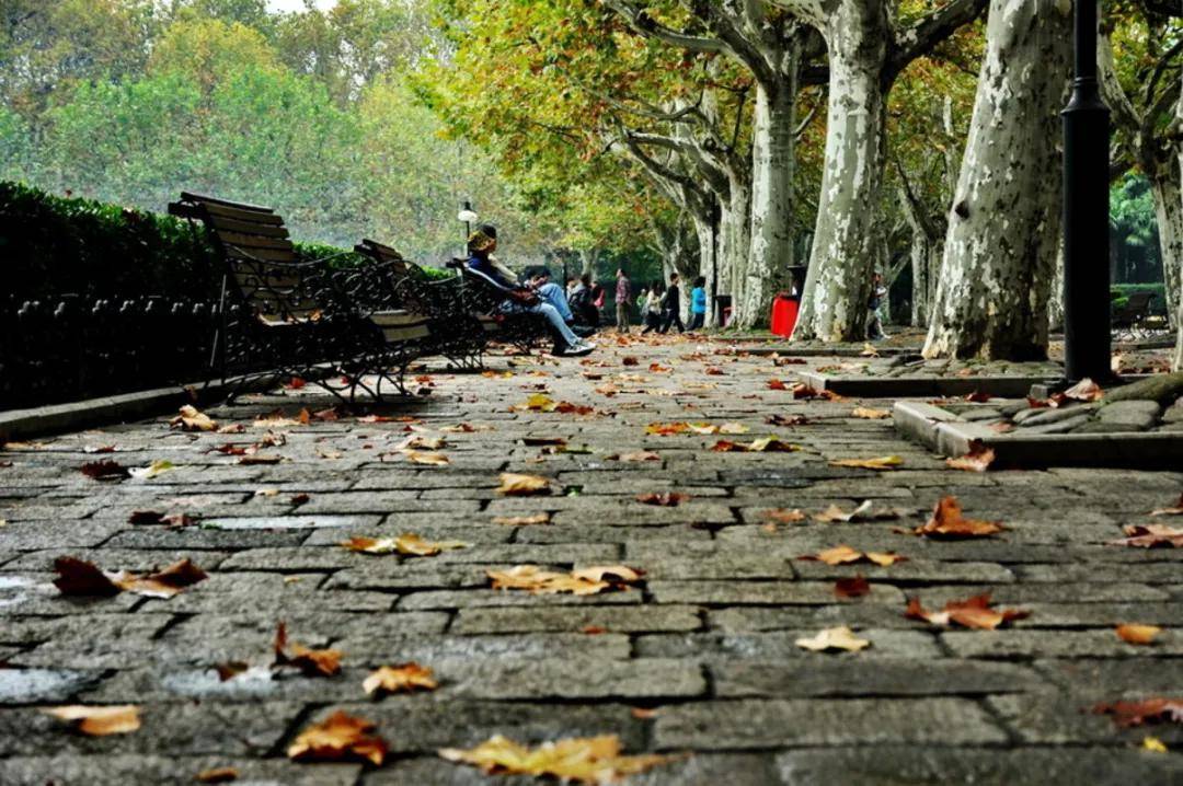 秋雨梧桐叶落时