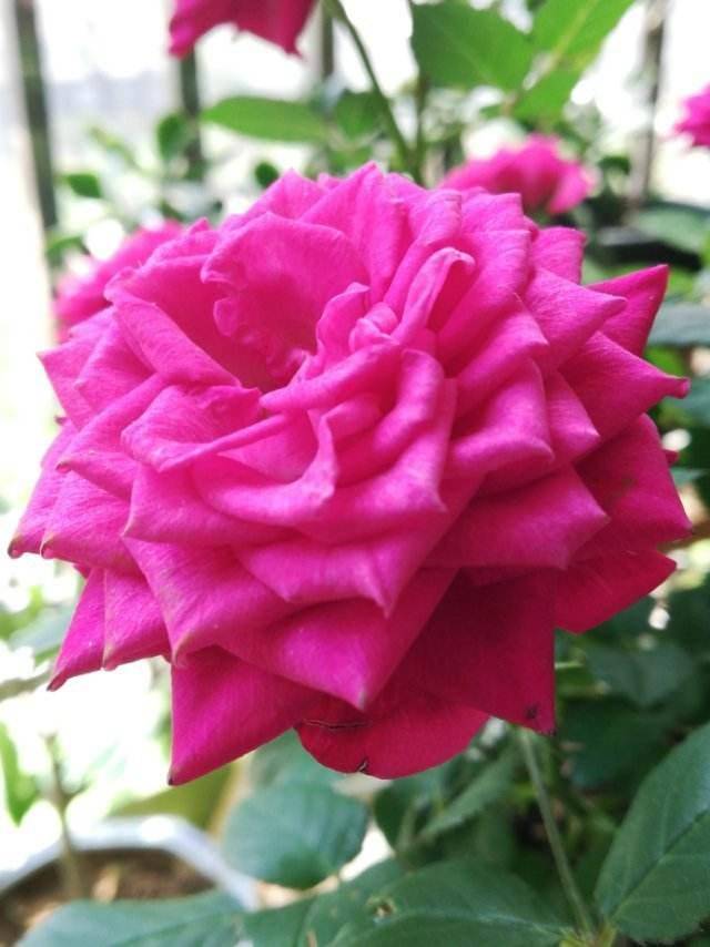 秋天到,月季开始苏醒,施点肥才能长得旺