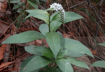 女人都爱以下野菜,是治疗妇科疾病的良药,治月经不调,白带异常