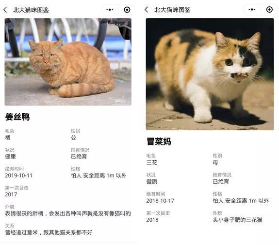 具有北大学籍,具有专属北大猫咪图鉴小程序,云吸猫的网友可使得北篌