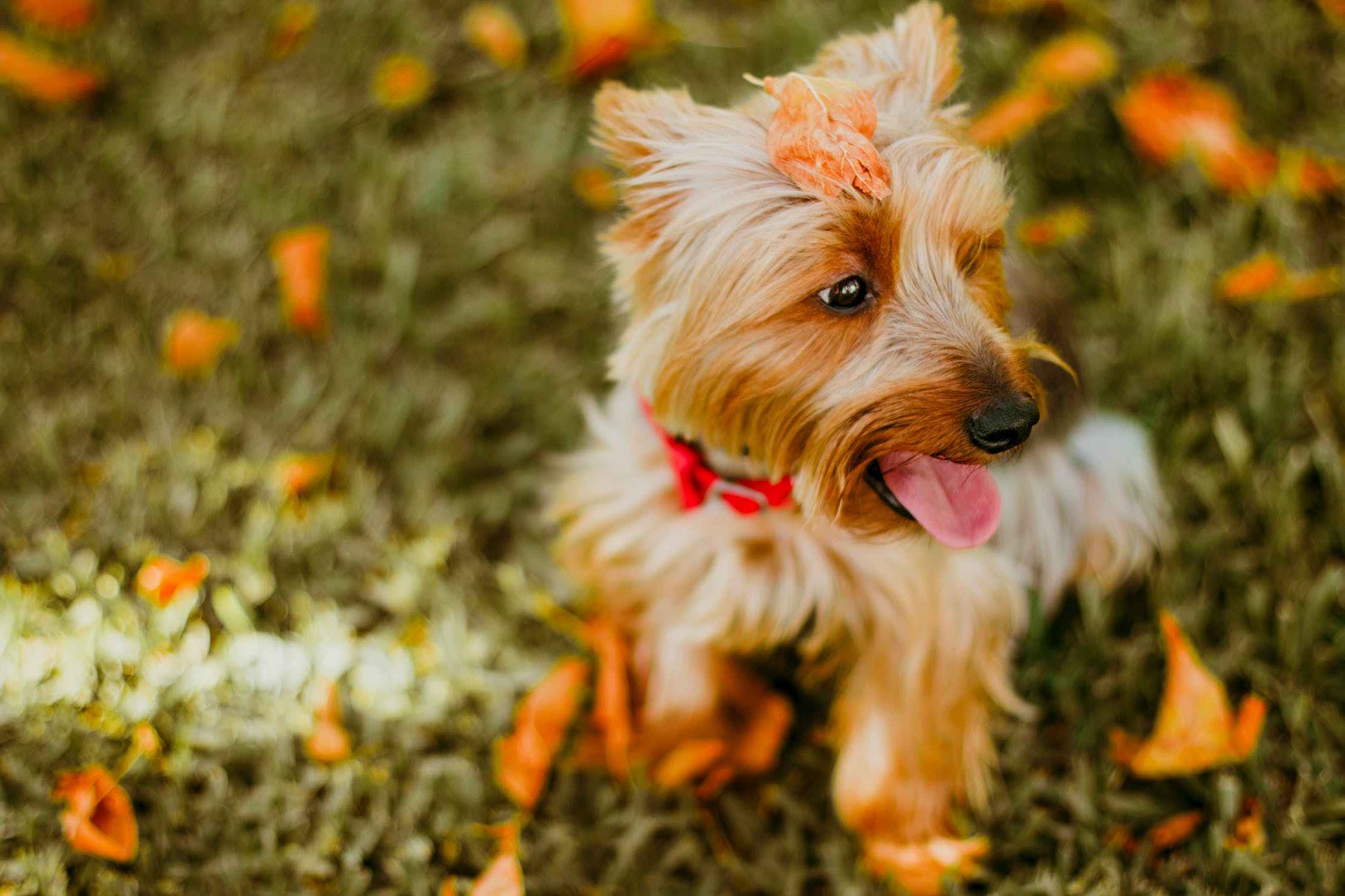 茶杯犬的产生是因为贵宾犬的基因突变,但是大家觉得体