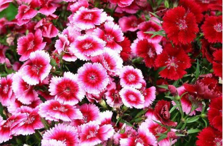 家养4种四季花,好养又漂亮,花团锦簇,人见人爱!