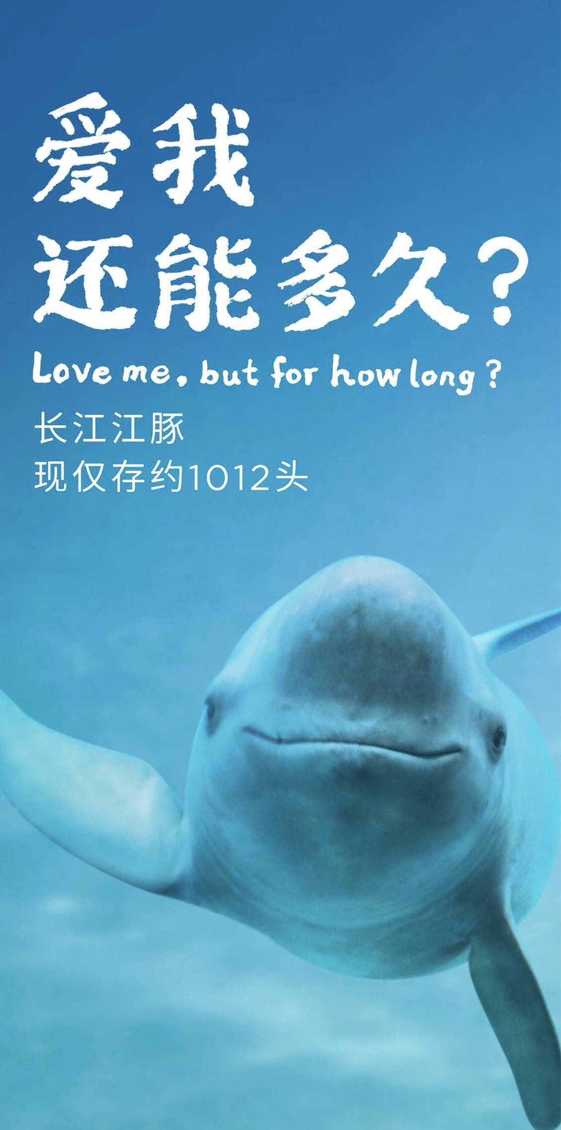 江豚公益海报图片