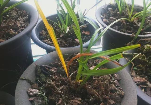 原创兰花死苗莫大意,对整盆的长势都有影响!