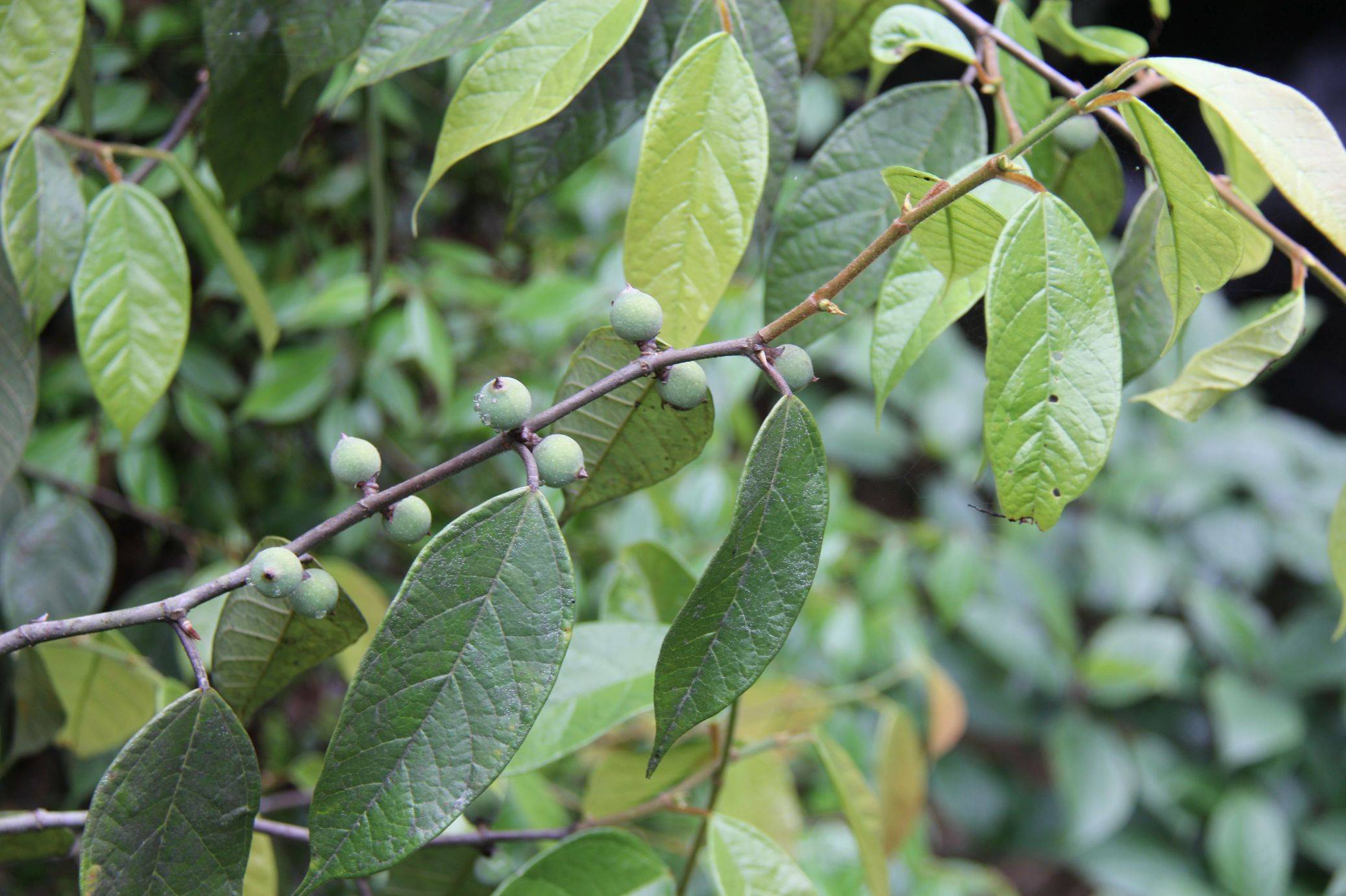 庆元植物1225-桑科-榕属-珍珠莲-搜狐大视野-搜狐新闻