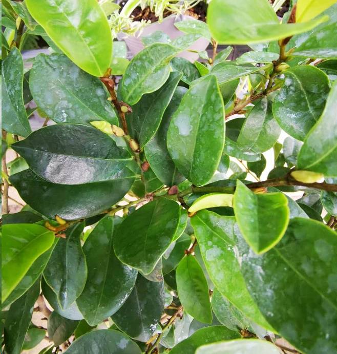 原创含笑一株香满屋,做好这5点,含笑花长的旺开花多!