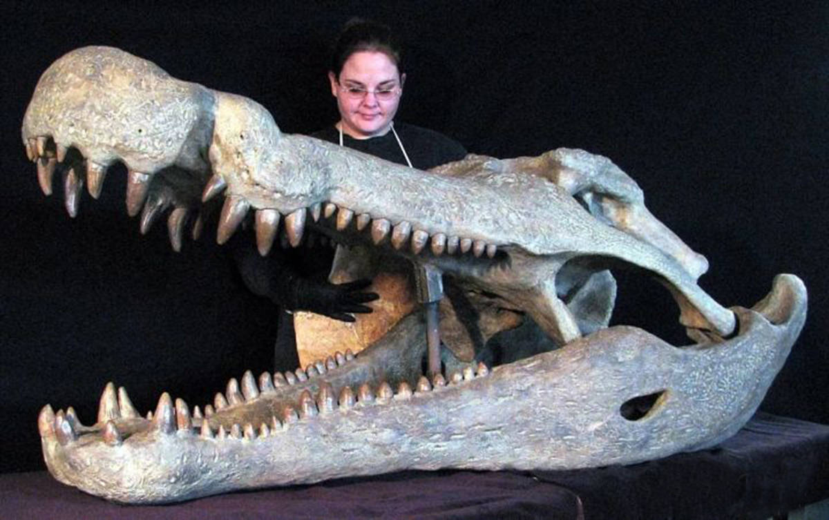 奇闻:恐鳄,能吞噬暴龙的史前巨鳄,身长可达15米,体重可达9吨