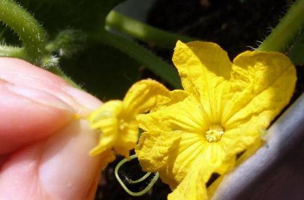 园艺新手:苦于不会授粉该怎么办?学3招,人工干预没问题_植物