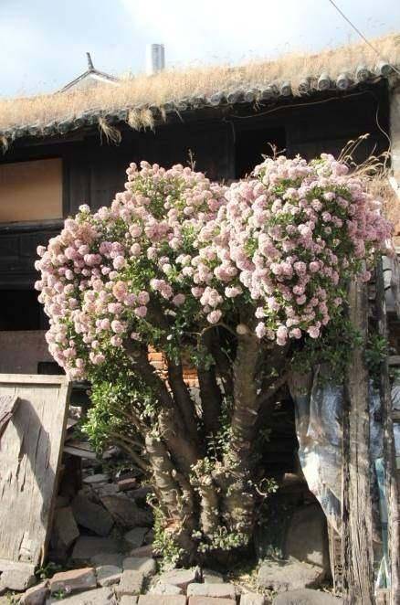 一个老花农家,一棵玉树养了15年,大家都说这是玉树王,美极了_手机搜狐