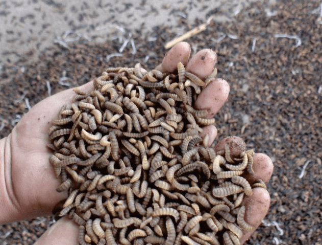 行业动态小胖子黑水虻让武汉市厨余垃圾变废为宝