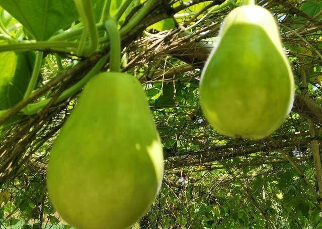 原创浙江4岁男孩吃完炒葫芦被送急诊抢救医生这2种蔬菜越苦越毒