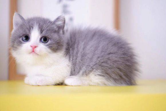 「绊运猫舍」雌雄同体的猫的特征