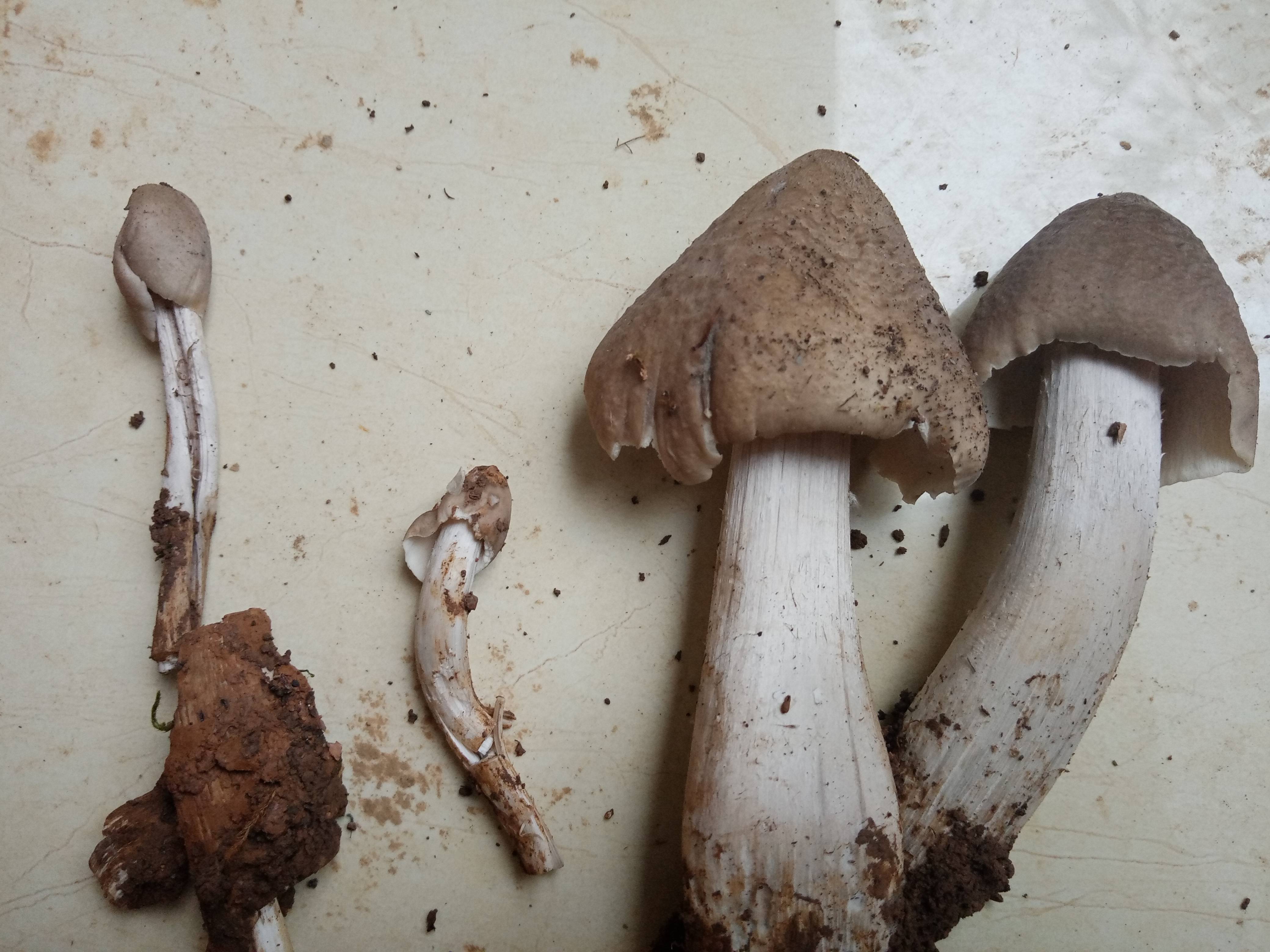 又到吃鸡枞菌做季节,看到它们就让人流口水了