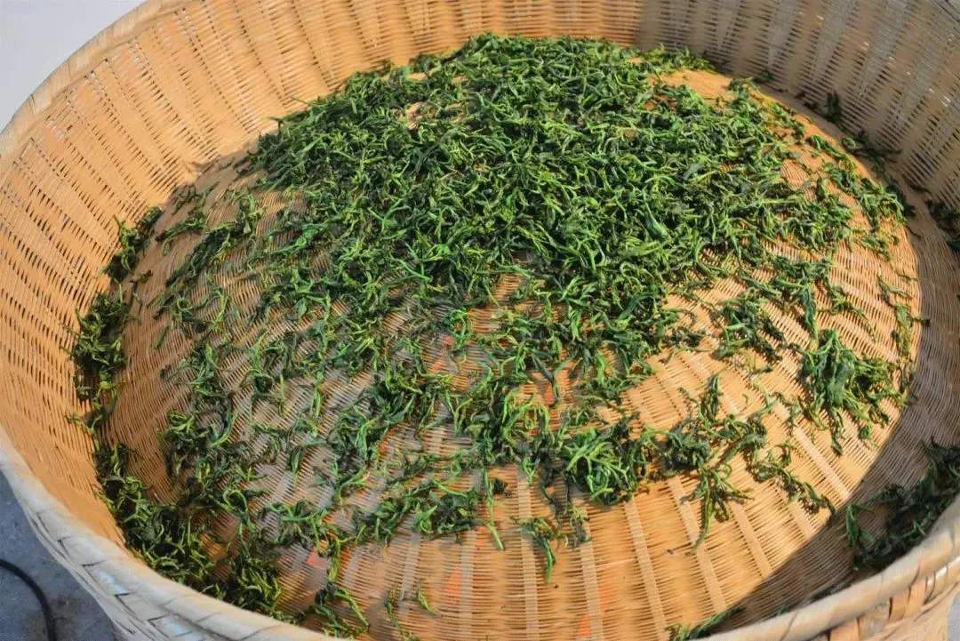 茶叶干燥的方式有哪些方式?