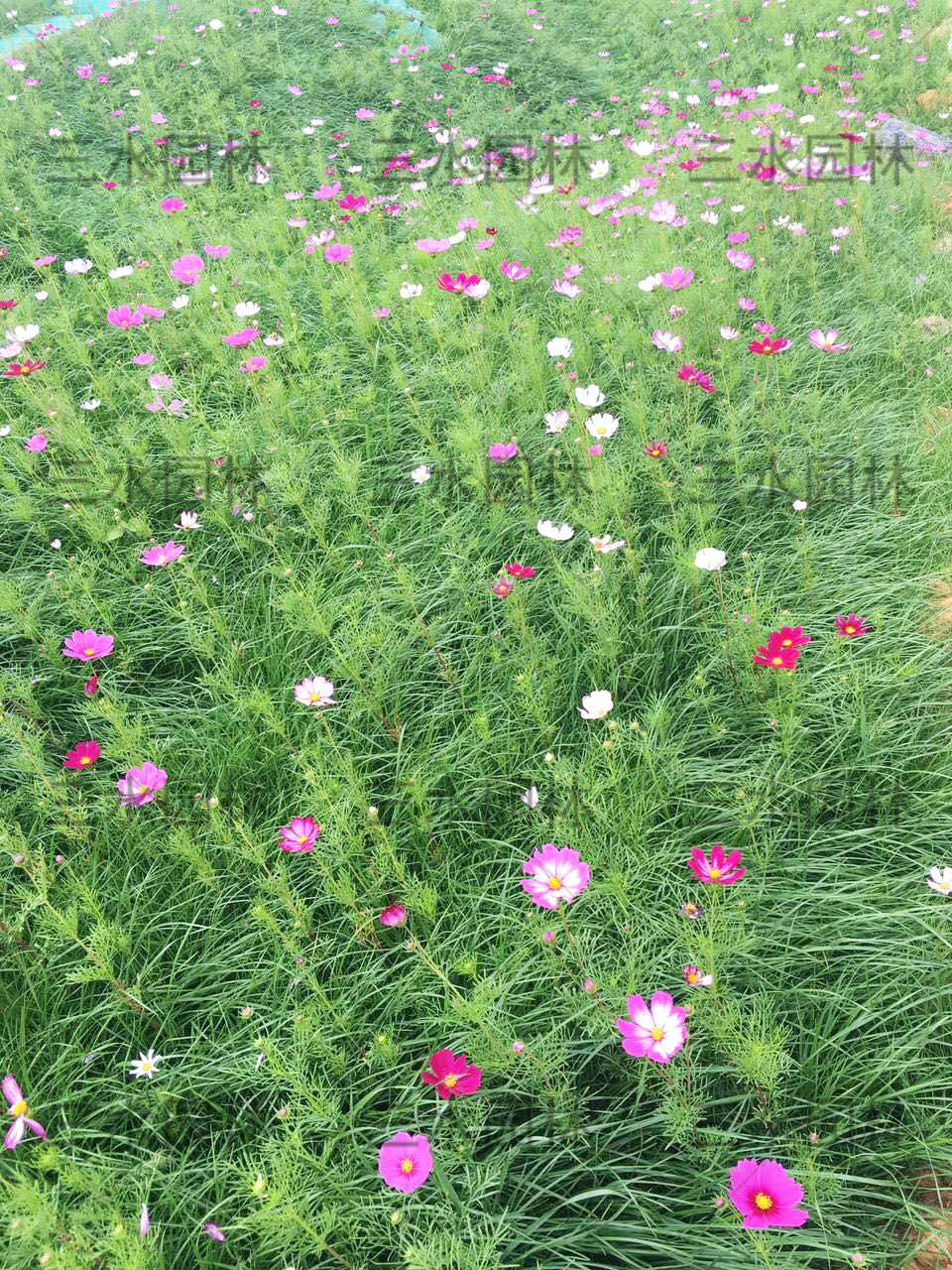 边坡草灌花播种混合比例