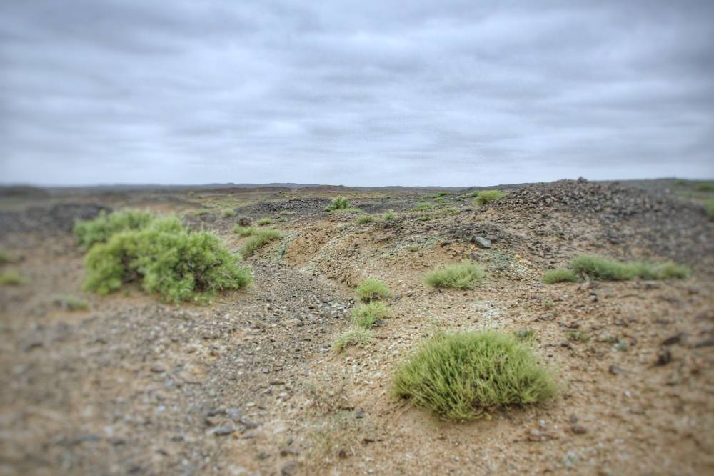内蒙古阿拉善大戈壁牧区牧民不养牛羊只靠捡石头也能实现身价百万