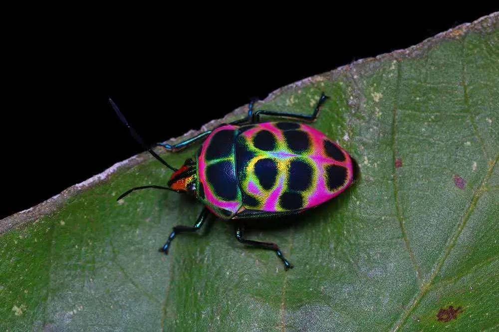 自然教育的黄埔军校石探记云南普洱太阳河自然学校揭牌成立