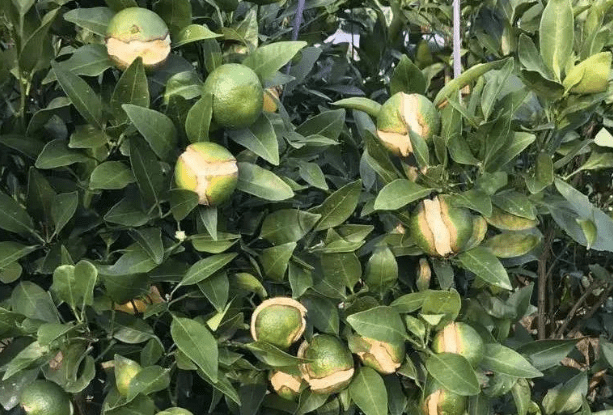 永春碳基肥带你了解不一样的柑橘裂果原因与防治