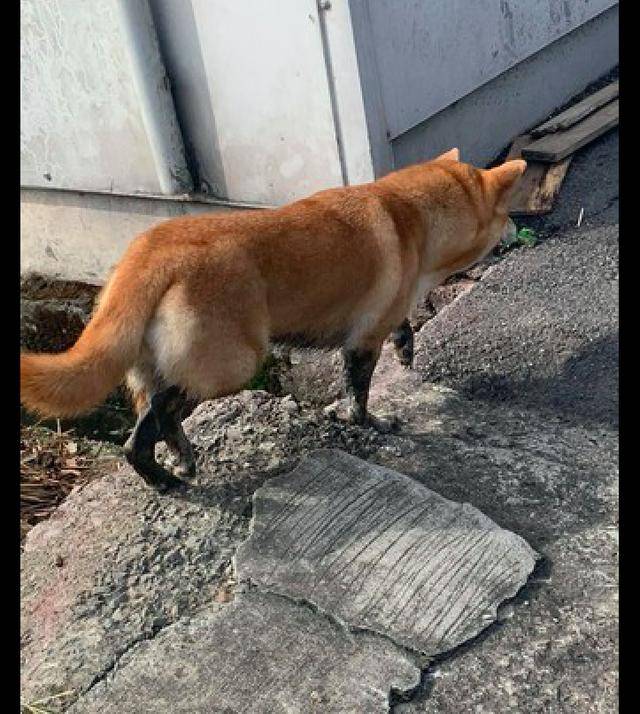 柴犬偷跑出去玩,四条腿弄脏了好像穿了黑丝袜,狗:看我性感不?_狗狗