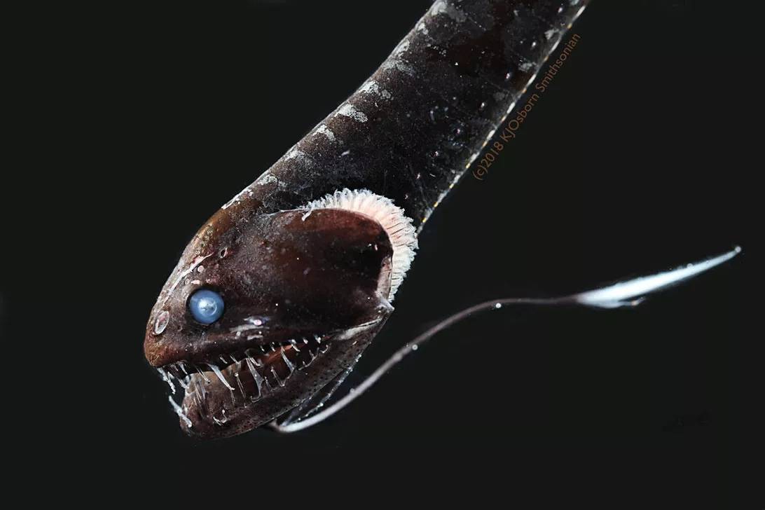 人类发现新鱼类,吸收光亮通体漆黑,被称最黑暗物种,模样超恐怖
