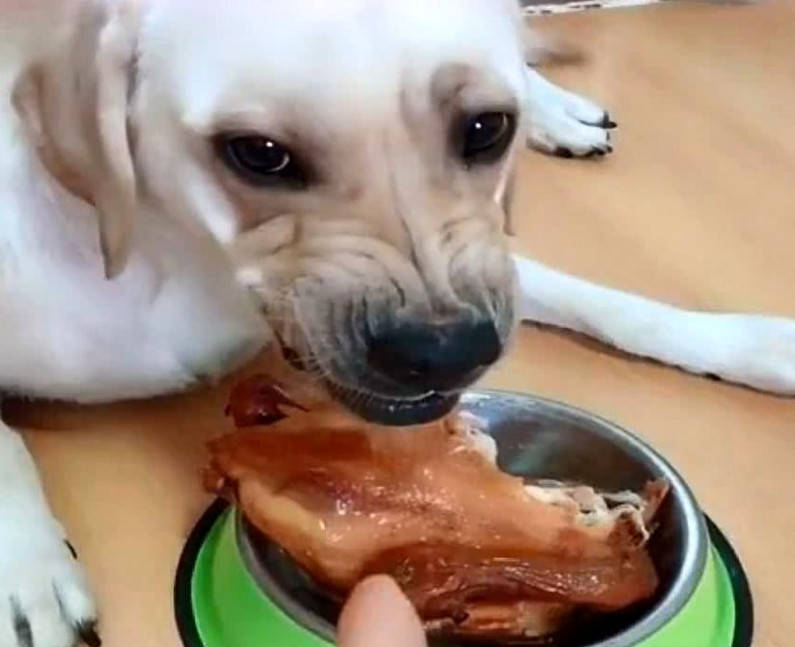 主人给狗妈吃烧鸡,狗妈看到狗宝们出来的一刻,表情瞬间亮了