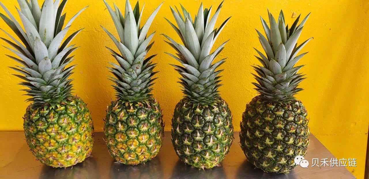 2020首批巴拿马菠萝即将抵华,正式开启中国市场销售_水果