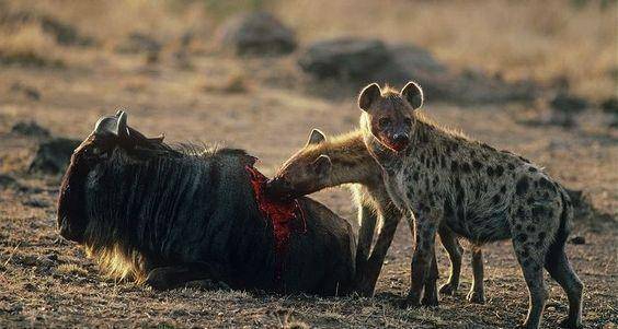 草原二哥斑鬣狗除了会掏杠之外 还有最残忍的就餐方式, 活吃!