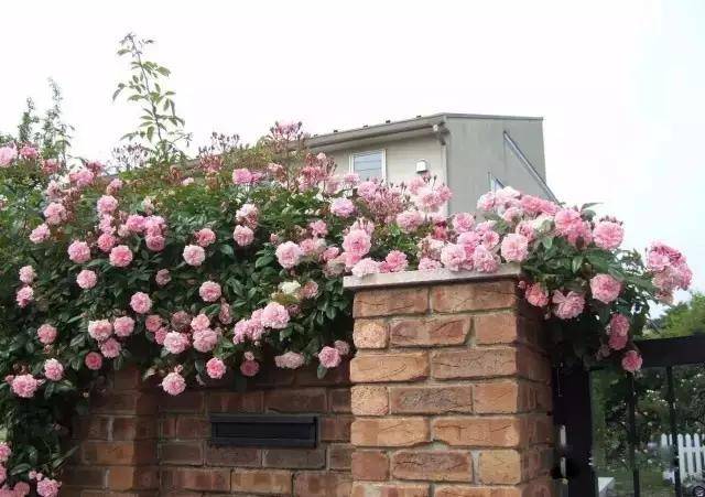 等我有钱了,这些院子都来一个,简直不要太美!_月季