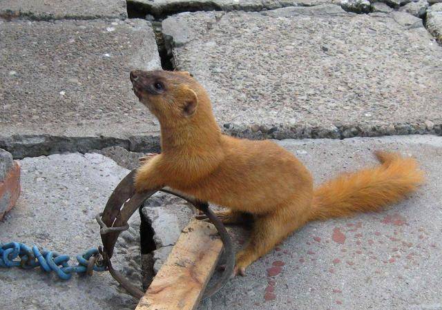 "黄鼠狼偷鸡不能打"是迷信?不听老人言,吃亏在眼前!