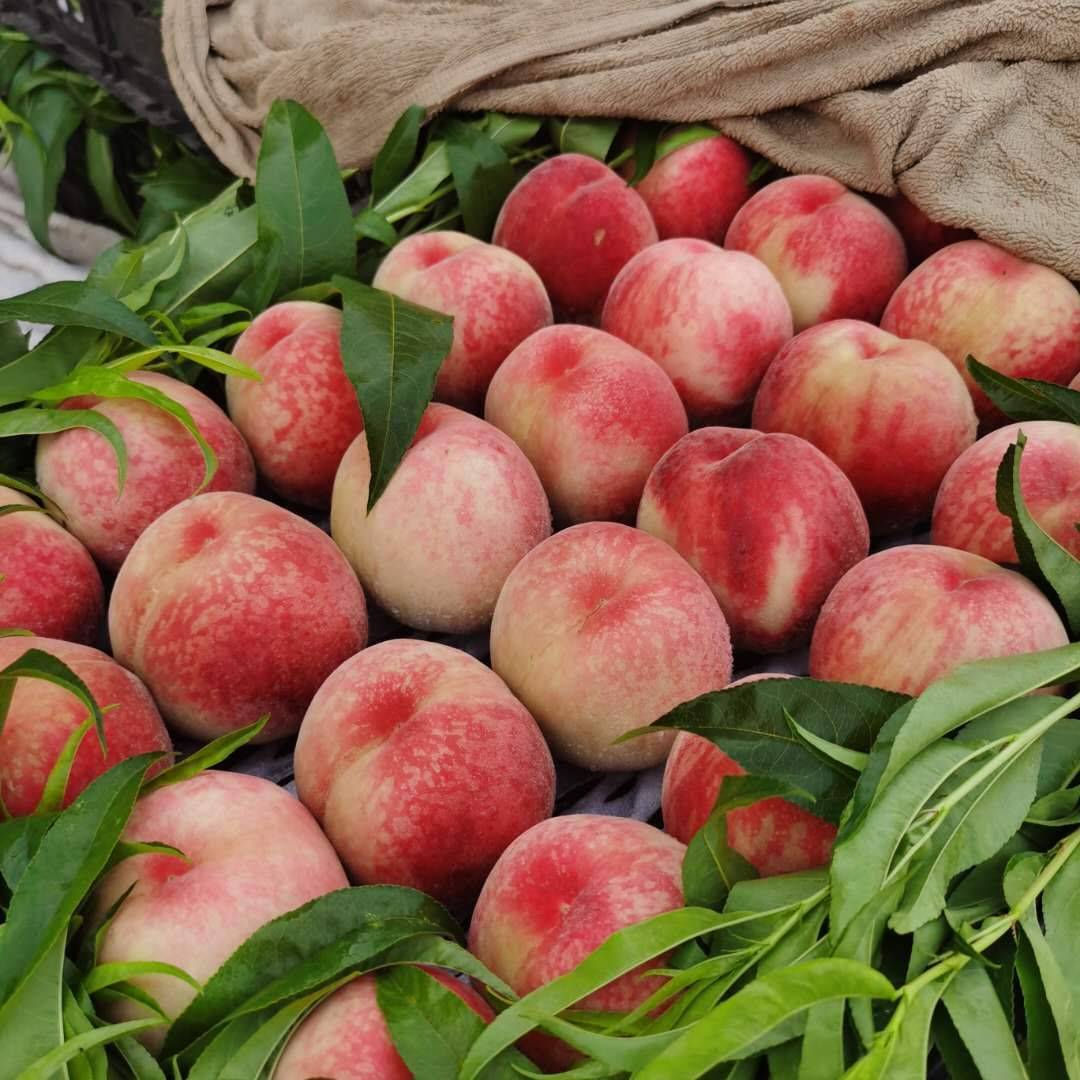 日发货量破万单 顺平县鲜桃是如何做到的?