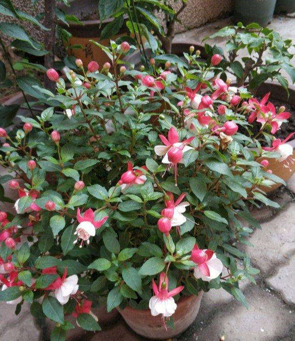 立秋之后倒挂金钟的开挂期枝头挂满红灯笼挂满红灯笼