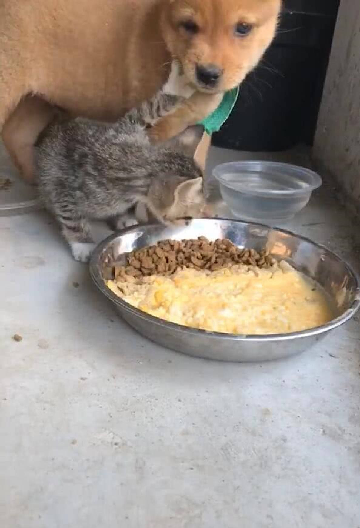 主人端出一大盆食物,猫咪立马抢了过去,随后的举动让狗扎心了