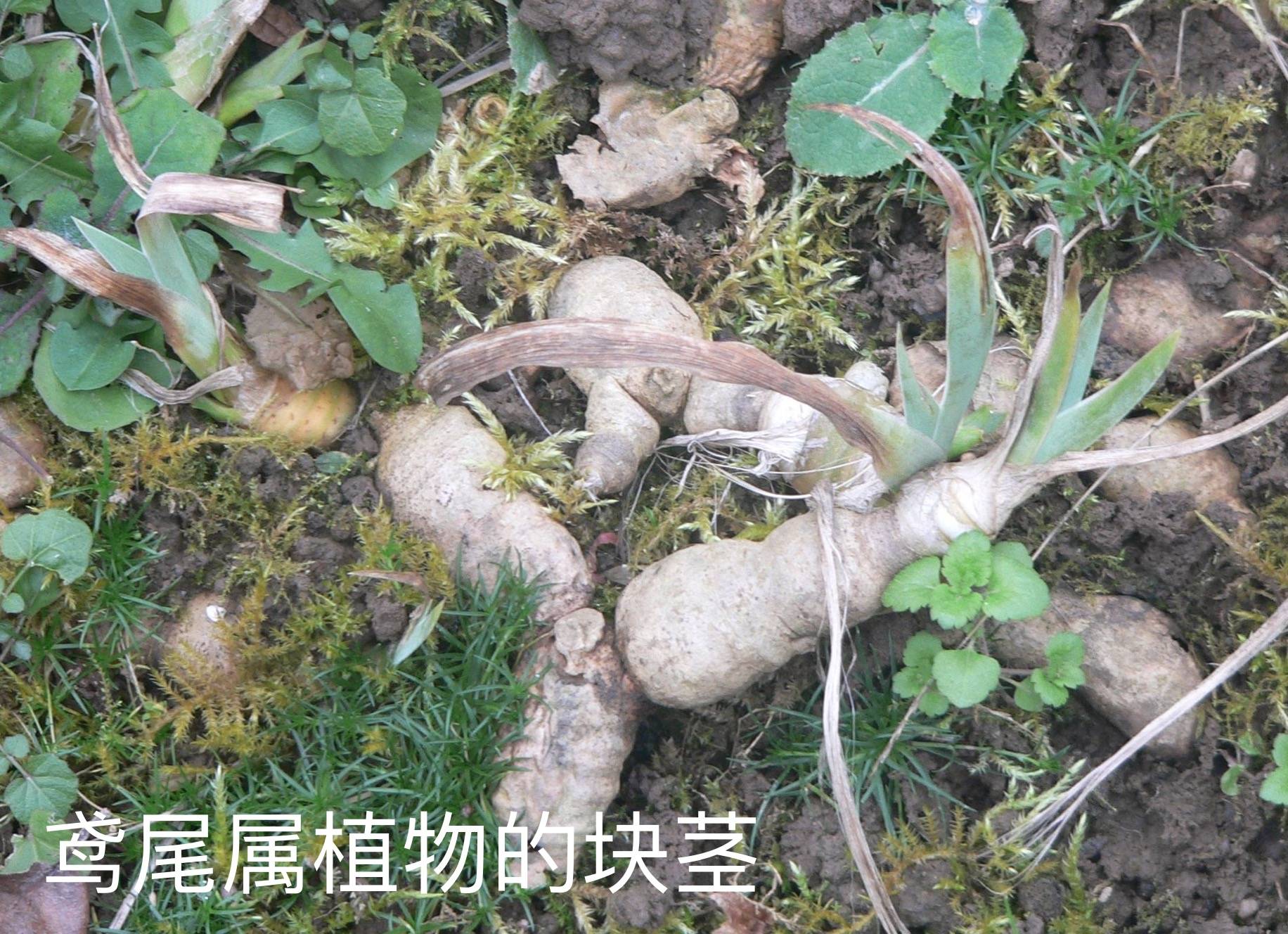 7种植物花美根丑,百合、水仙、大丽花的鳞茎、球茎怎么分辨?_开花