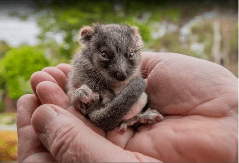 宠物新生动物宝宝长啥样18张图片告诉您猪宝宝头比身体大
