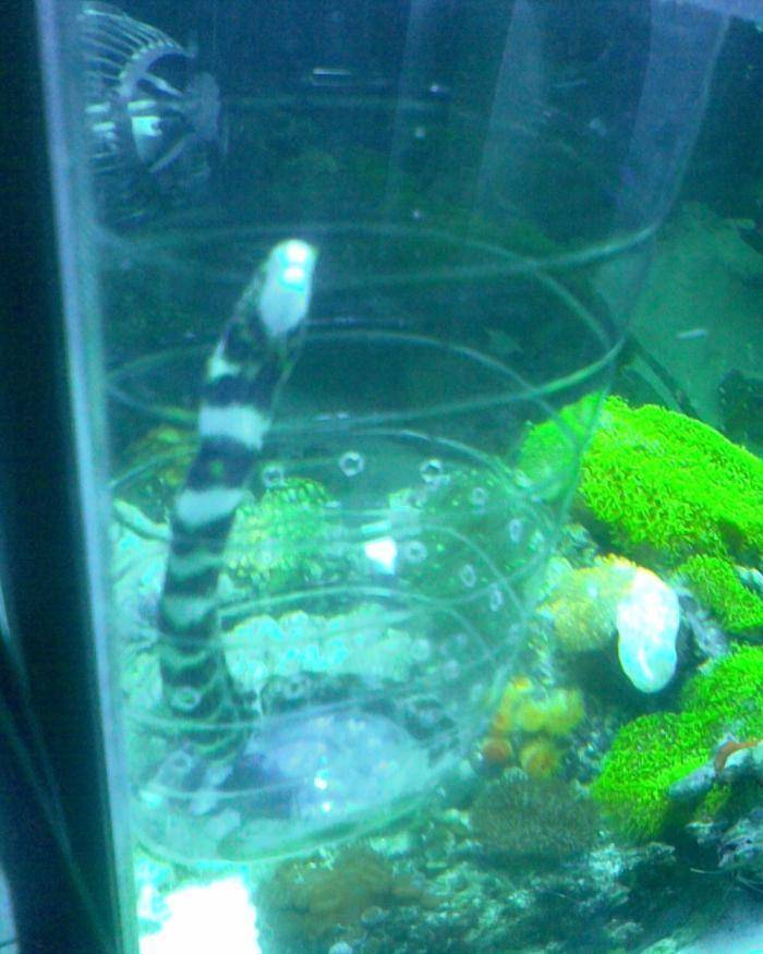 蛇鳝的牙齿比较钝,而且会随着年龄的增长越来越不中用)或是海蛇的毒性