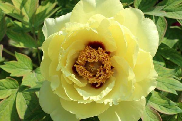 不一样的喻意,接下去就要花朵实际介绍一下:红牡丹,花型图案厚道,代表