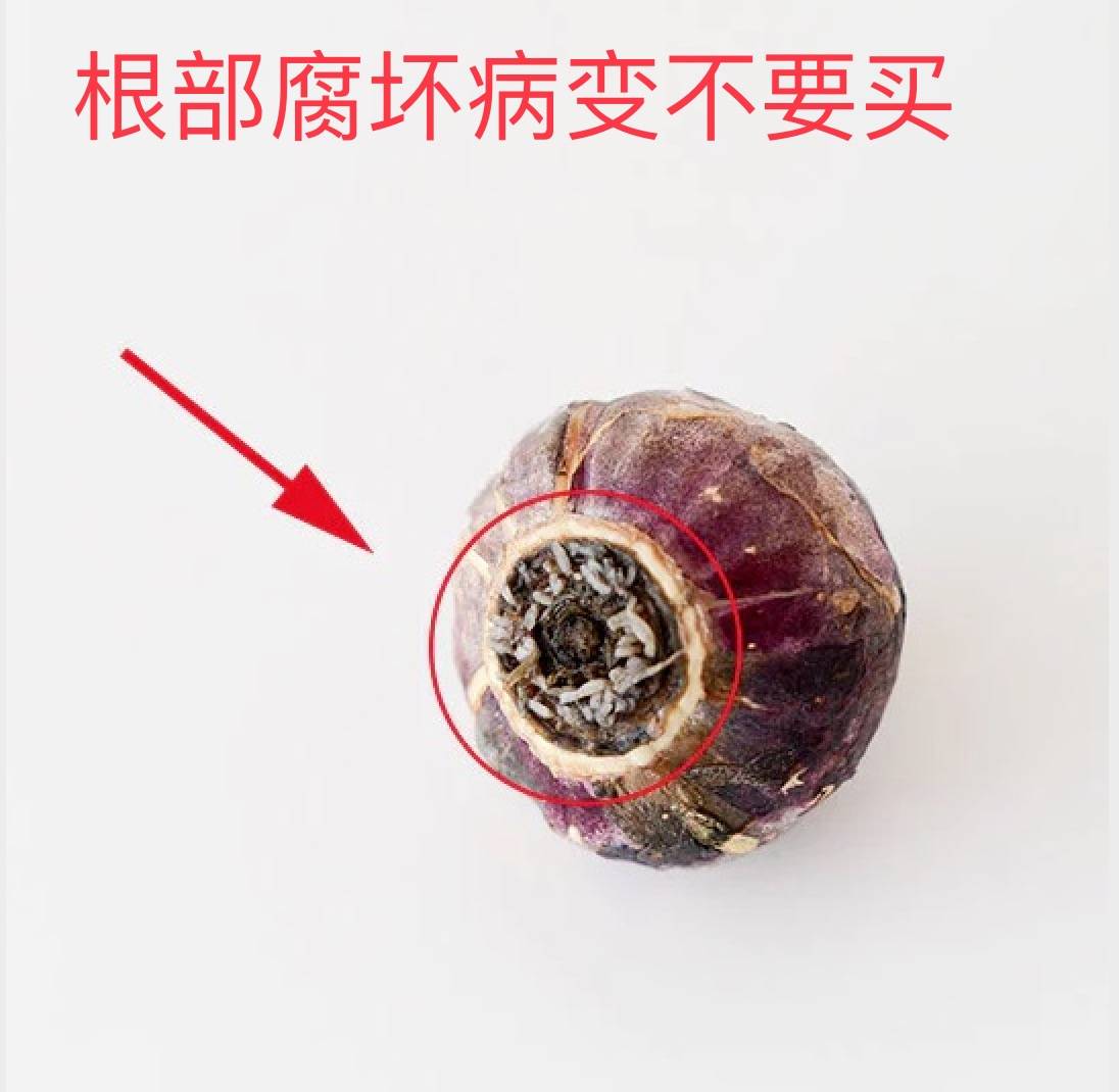7种植物花美根丑,百合、水仙、大丽花的鳞茎、球茎怎么分辨?_开花