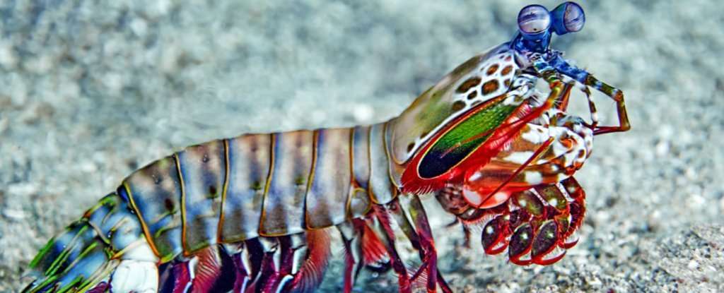 螳螂虾拥有海洋中最快的力量