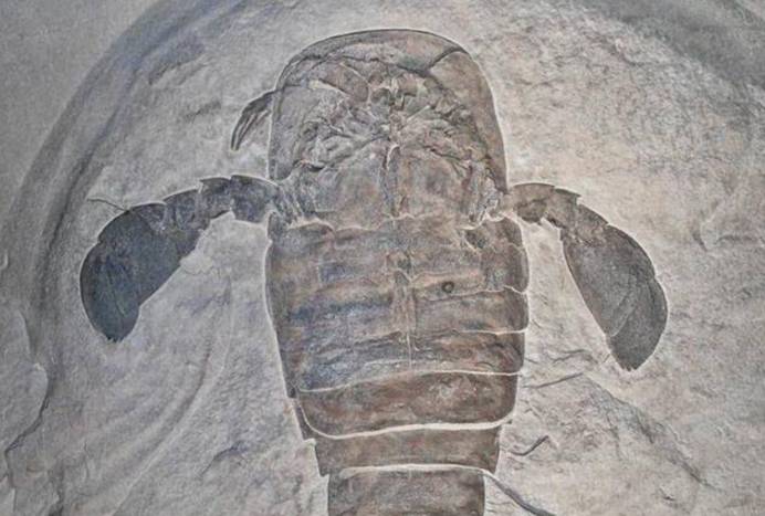 原创幸亏有化石为证否则没人相信史前时期的蝎子和人一般大