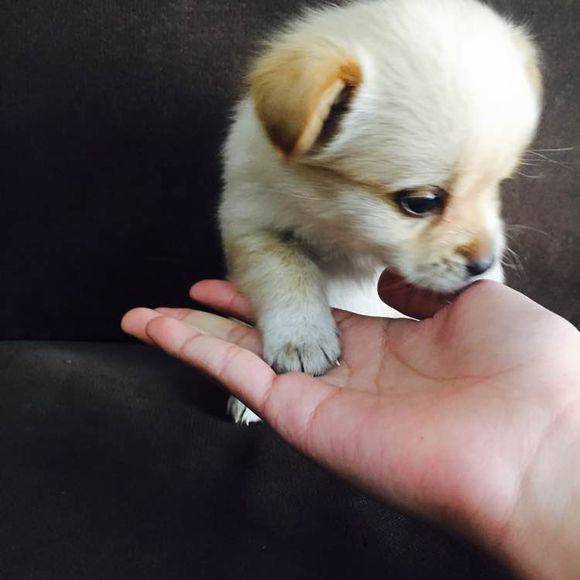 野炊时发现的小狗崽,带回家养了半年还是手掌大,这是什么品种