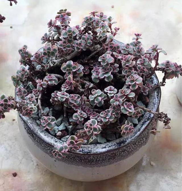 原创8种袖珍多肉植物就得挤着养盆越小水越少长得越旺