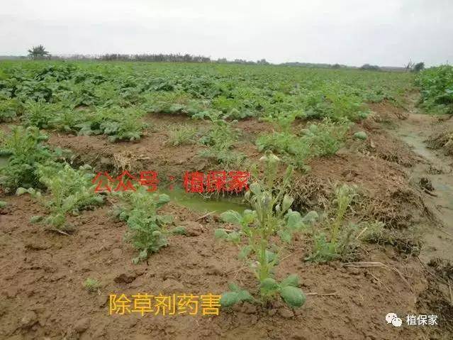 打了这个除草剂下茬作物全死了这些除草剂千万要注意了