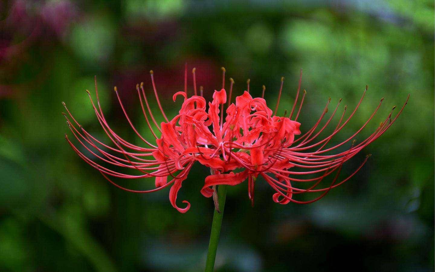 曼珠沙华彼岸花分为两种,一种是红色彼岸花,也叫曼珠沙华,代表着无尽