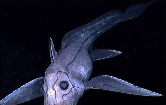 即使有高科技的扶持,很难撑得海底压力,不过2012年是中国的蛟龙号