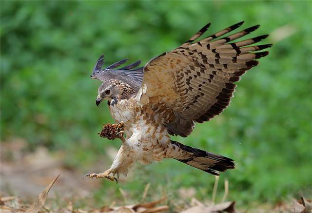 泰山出現一頭頂鳳冠的猛禽吃野蜂堪比平頭哥除了蜂蛹還吃蜂巢