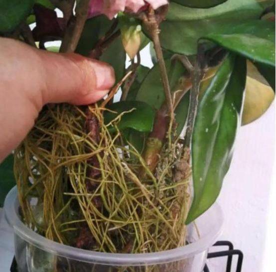 球兰怎么养注意6个细节处理盆栽叶绿根壮长得旺花开满面墙