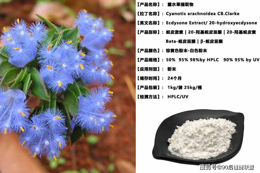 露水草提取物 蜕皮激素 规格 用途 市场前景 非常有料