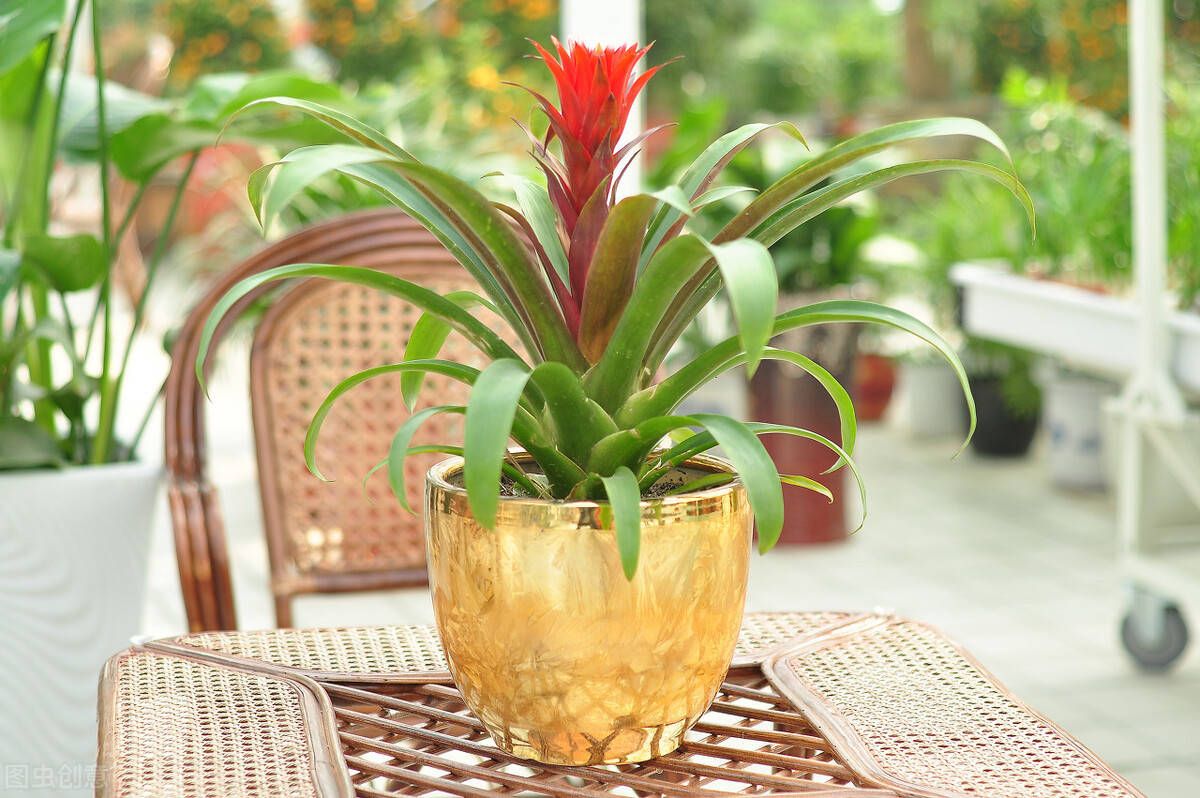 越有钱越信风水家里再穷也要养这些植物镇宅旺宅招财